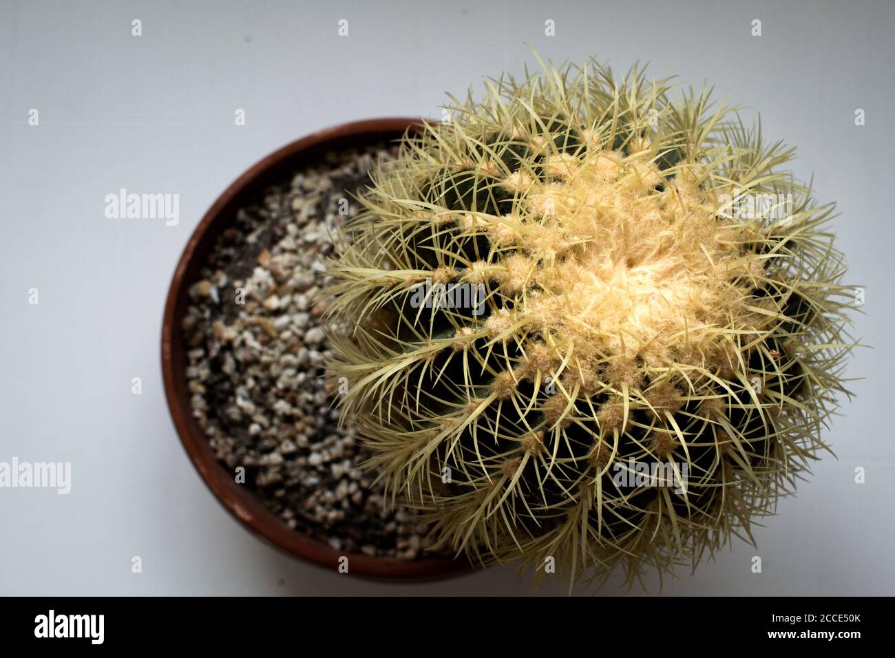 Großer Kaktus im Tontopf Stockfoto