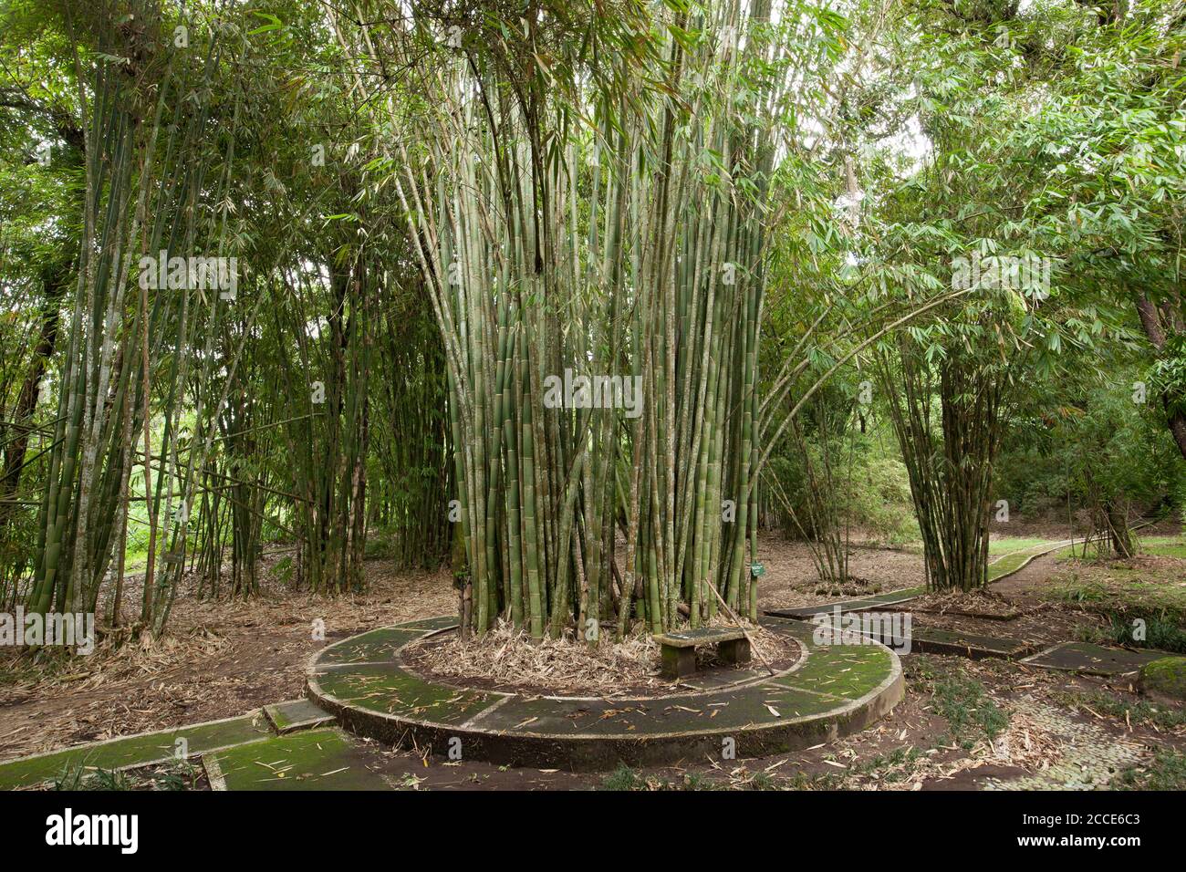 Bamboo, Bedugul Botanical Garden, Lake Bratan, Bali Stockfoto