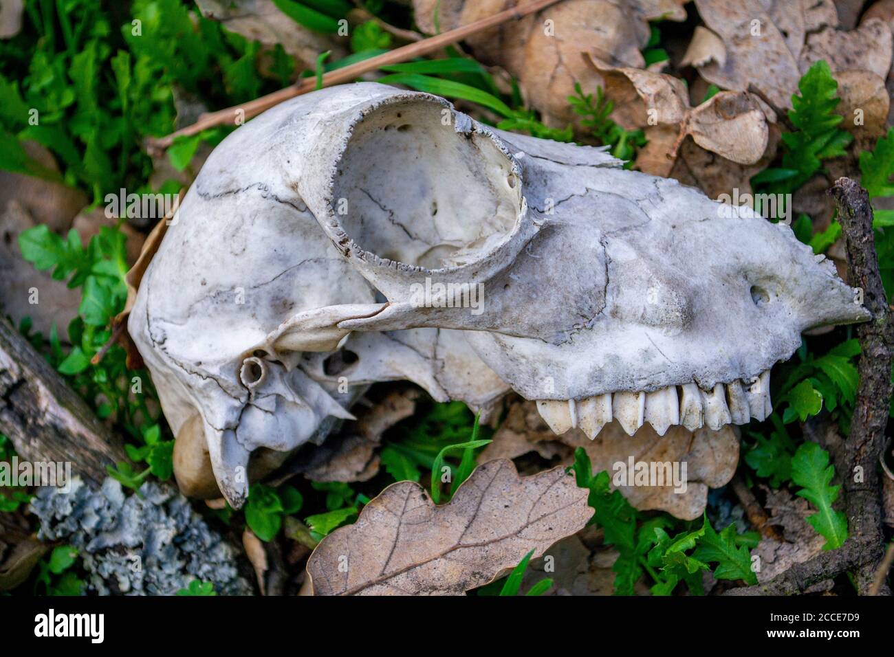 Der Schädel eines unbekannten Tieres auf dem Boden im Wald.das Schädel des Säugetiers im Wald. Stockfoto