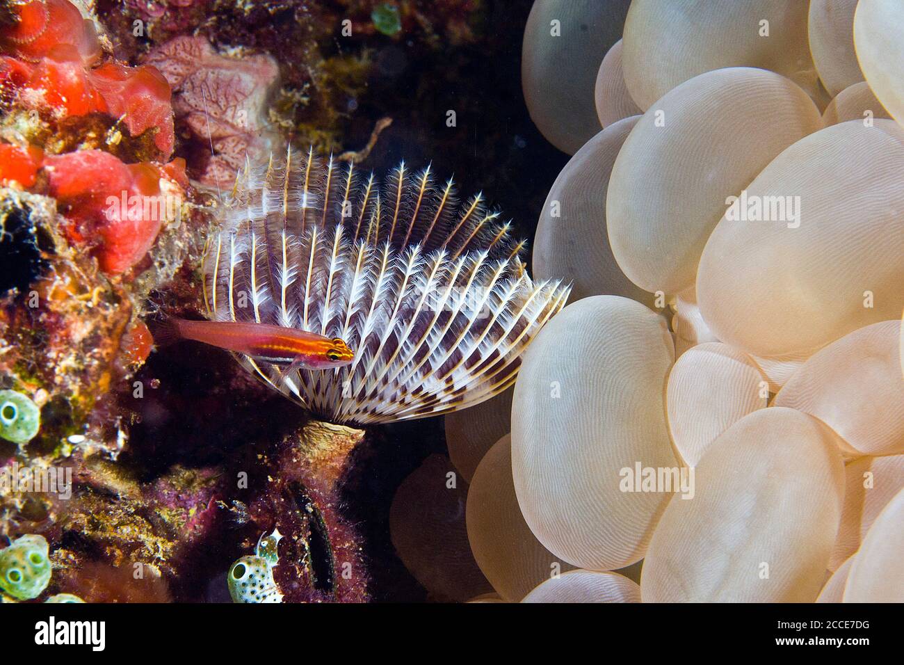 Federstaubwurm auf Blasenkoralle (Plerogyra sinuosa), Palau, Mikronesien Stockfoto