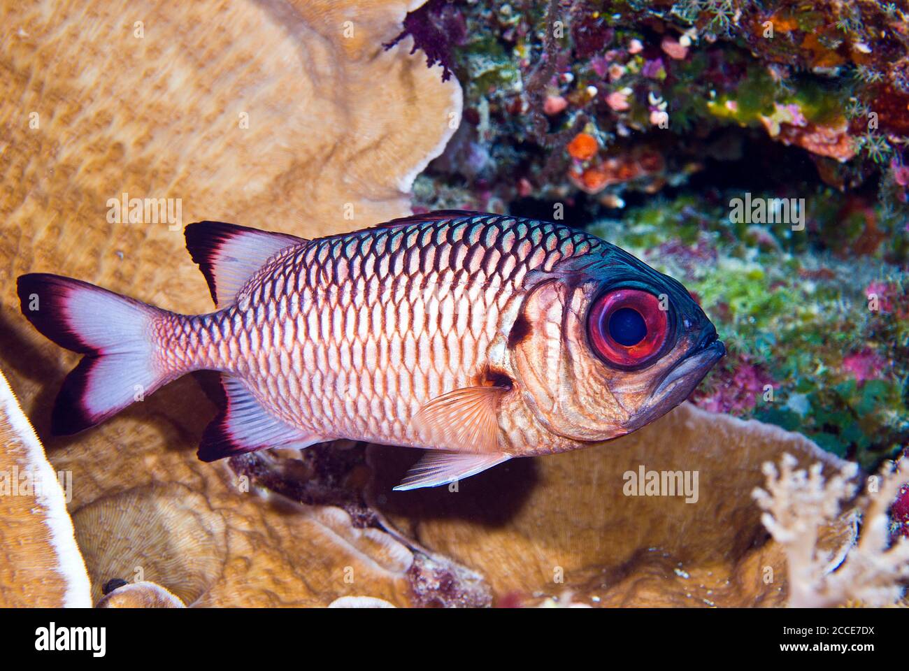 Schattenflossen-Soldatenfisch (Myripristis adusta), Palau, Mikronesien Stockfoto