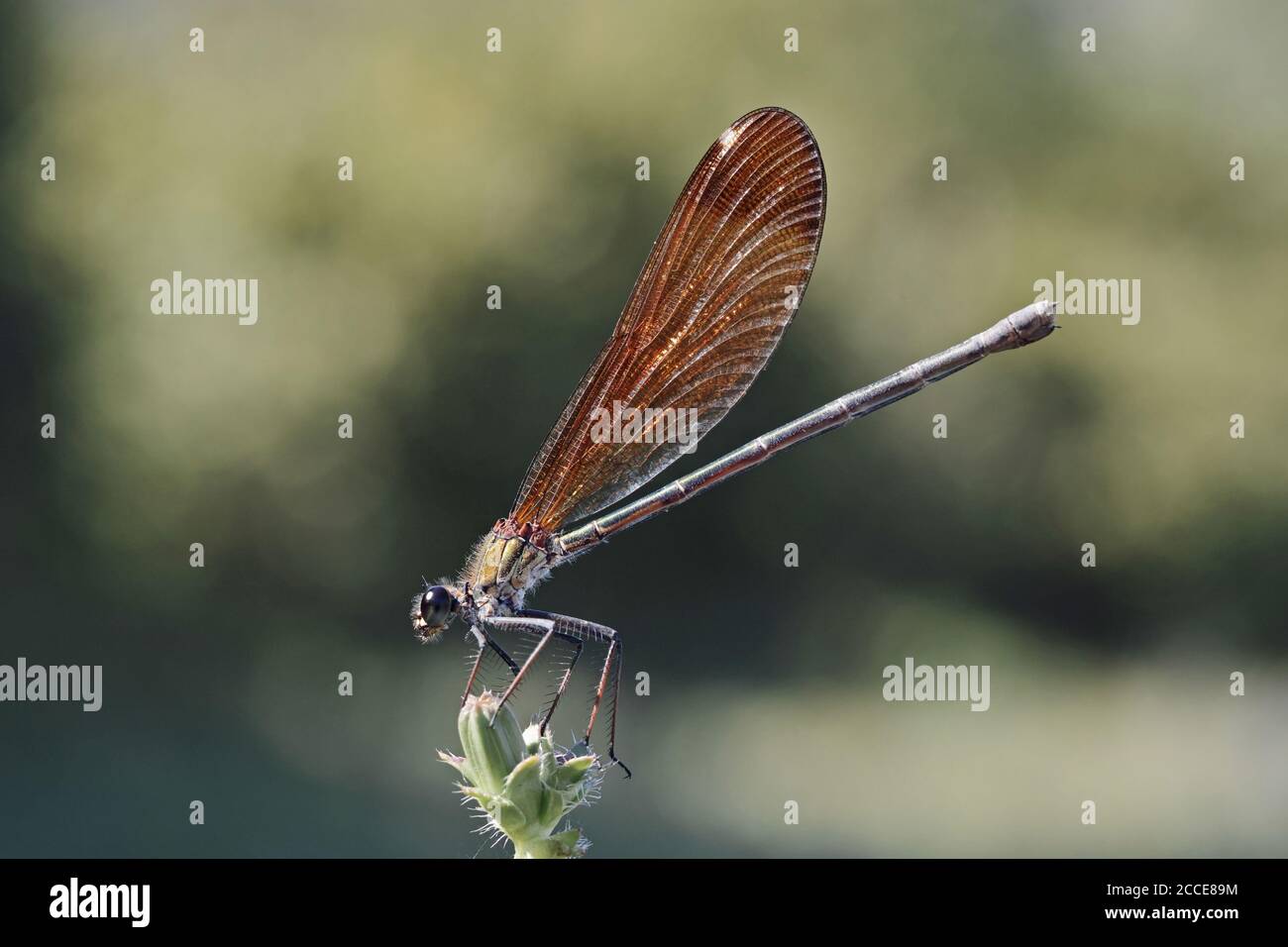 Exemplar eines erwachsenen Femals der Damselfliege Calopteryx haemorrhoidalis, auf dem sie ruht Ein Blatt Stockfoto
