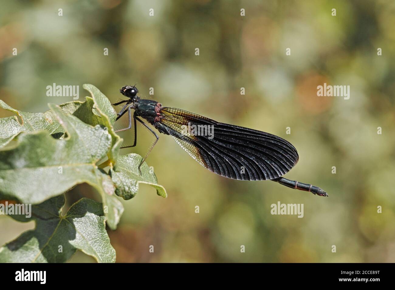 Exemplar eines erwachsenen Männchen von Damselfliege Calopteryx haemorrhoidalis, auf dem sich die Tiere befinden Ein Blatt Stockfoto