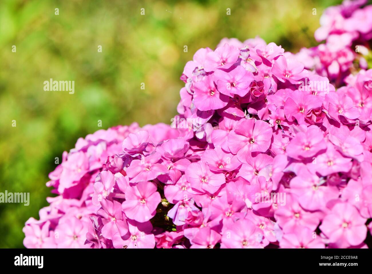 Violetten Blüten der Phlox (Phlox maculata) Pflanze. Hochauflösendes Foto. Stockfoto