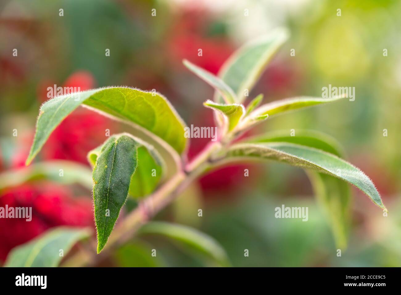 Nahaufnahme, Natur, Garten, Abstrakt, Baum Zweig mit Blättern, verschwommener Hintergrund, Stockfoto