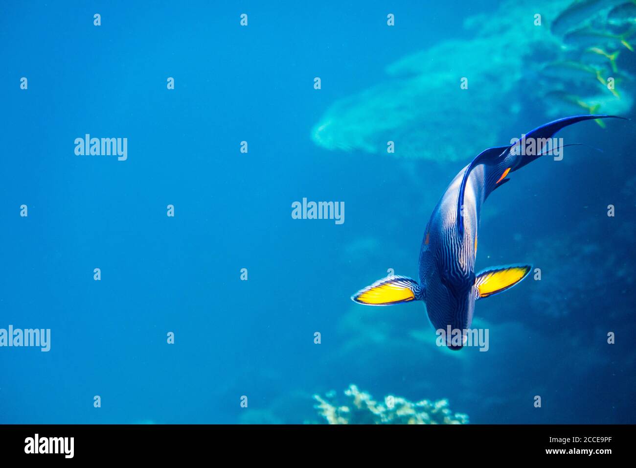 Acanthurus Sohal, Ägypten, Rotes Meer, Marsa Alam, Afrika, Stockfoto