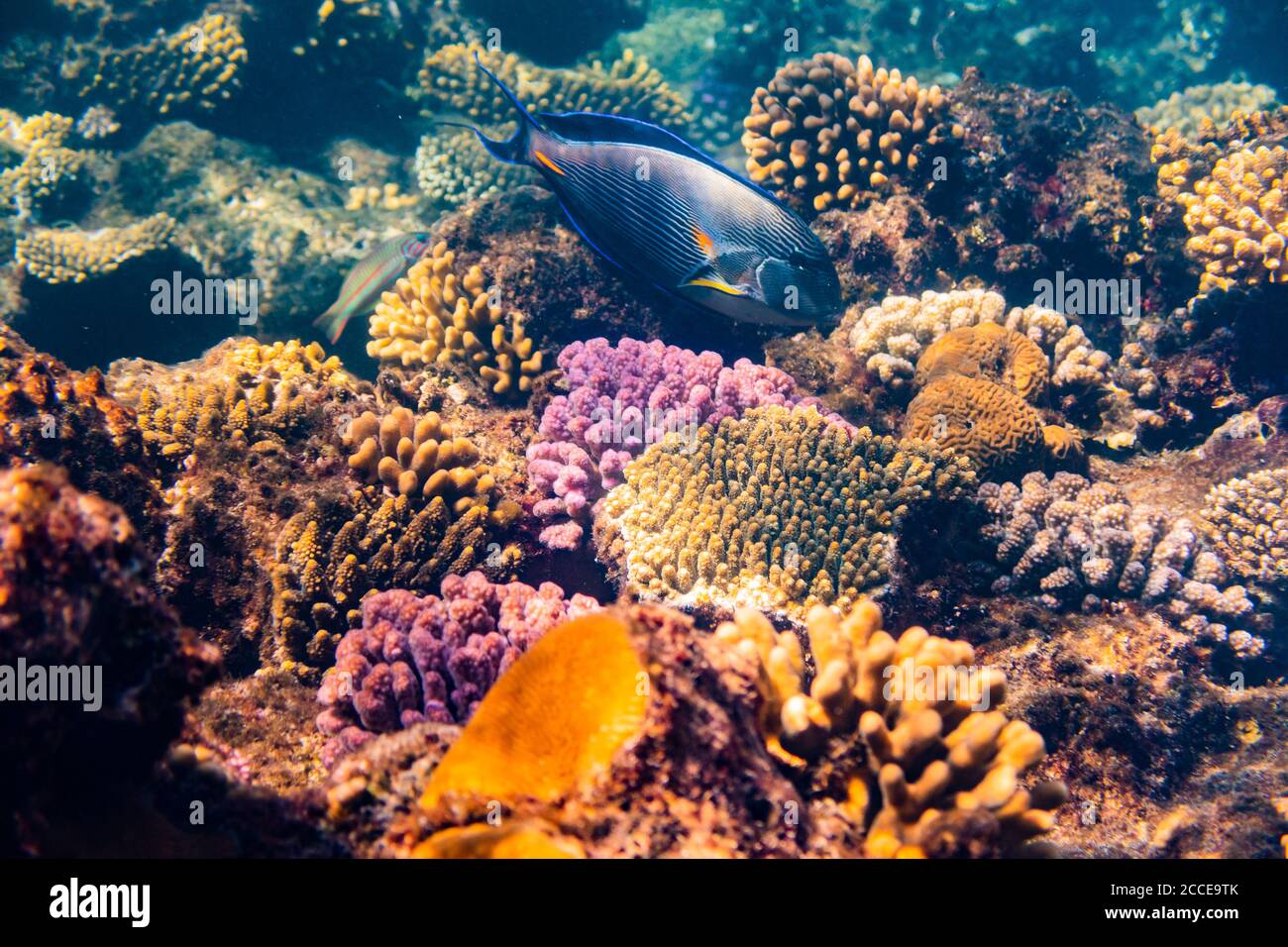 Acanthurus Sohal, Ägypten, Rotes Meer, Marsa Alam, Afrika, Stockfoto