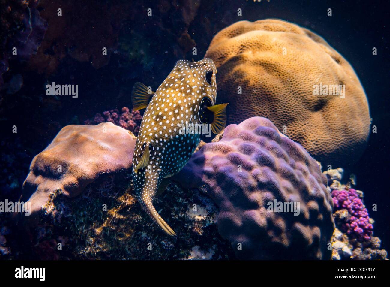 Arothron hispidus, Weißfleckenkugelfisch, Ägypten, Rotes Meer, Marsa Alam, Afrika, Stockfoto