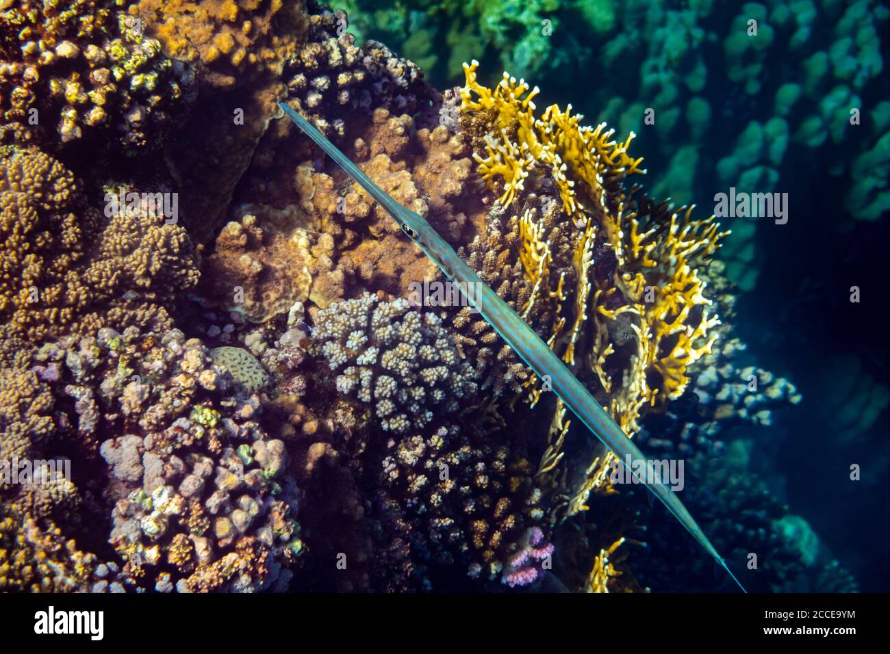 Fistularia commersonii, Kornetfisch, Ägypten, Rotes Meer, Marsa Alam, Afrika, Stockfoto