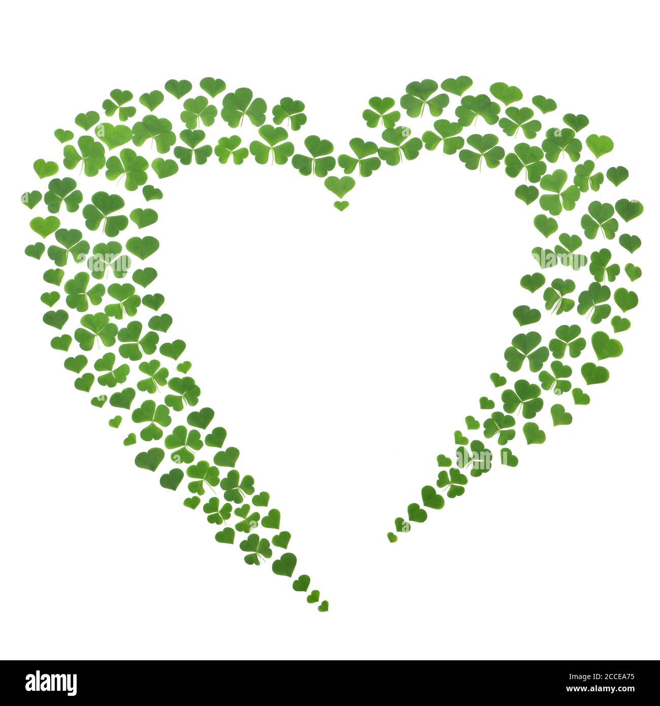 Grüne Kleeblätter in Form von Herz auf weißem Hintergrund gesetzt. St. Patrick's Tagesurlaub und Urlaub Kleeblätter Symbol. Hochauflösendes Foto. Fu Stockfoto