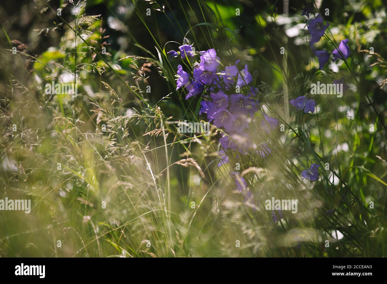 Blumen und Gras auf einer Sommerwiese Stockfoto