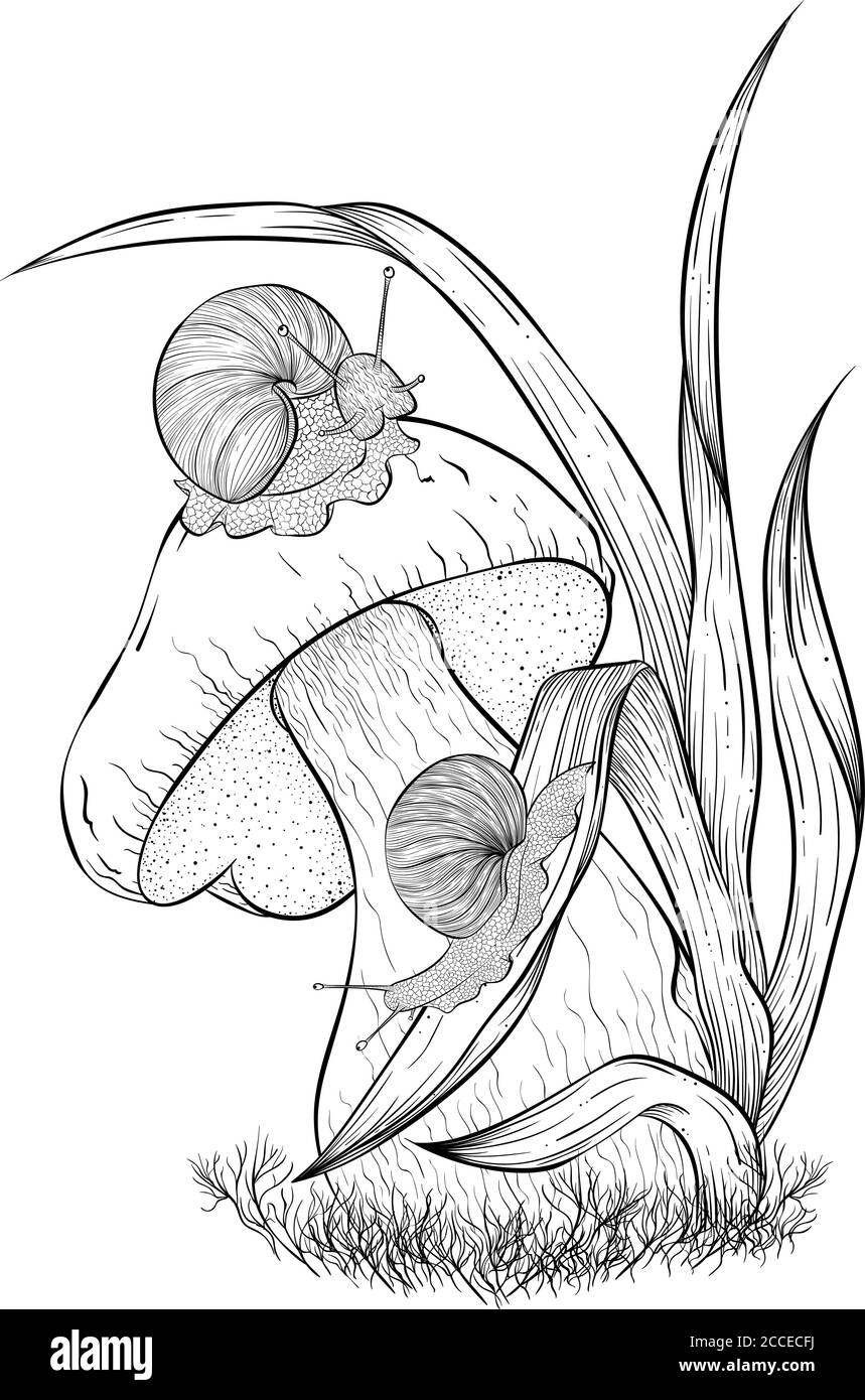 Gartenschnecken krabbeln auf Pilzen. Vektorgrafik isoliert auf weißem Hintergrund. Schöne Herbstillustration im Skizzenstil für Malbuch Stock Vektor