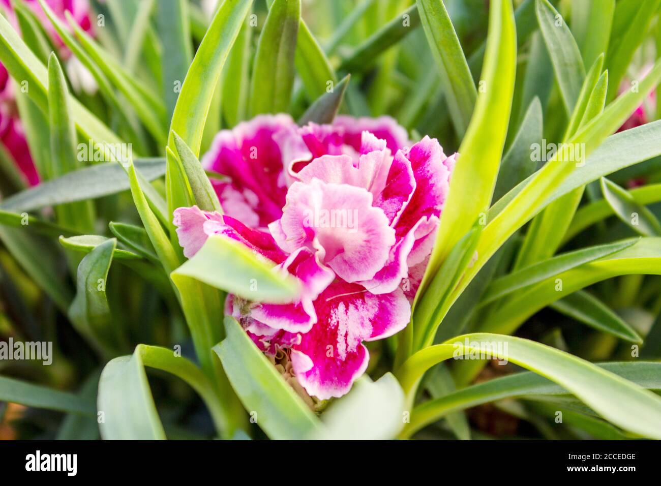 Blick auf eine Dianthus OSCAR Pink und Purple Nelken sind Die Top-Serie der Topfnationen Stockfoto