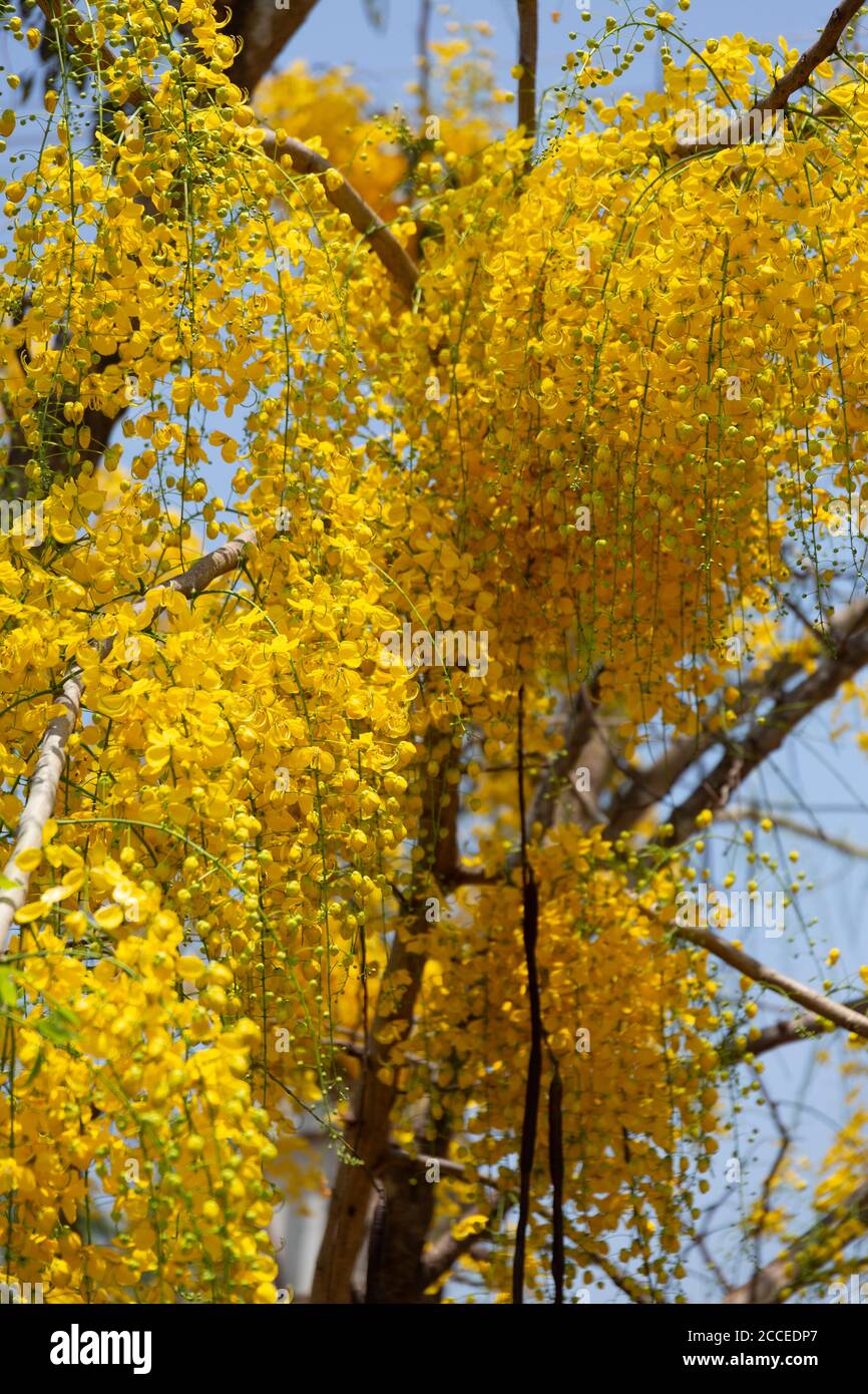 Kani konna eine kerala Blume als Symbol für verwendet Vishu Kani ein hinduistisches Ritual Stockfoto