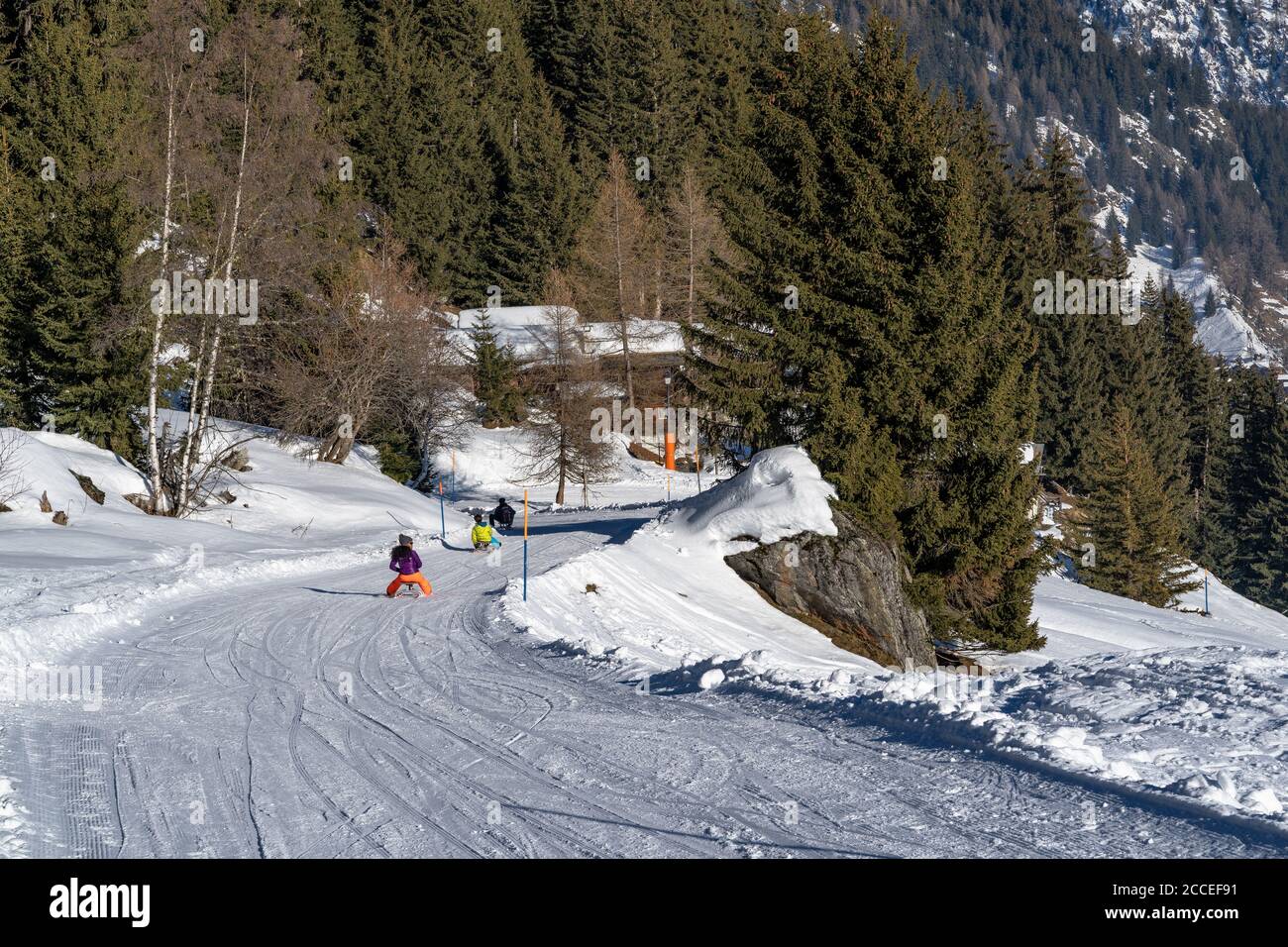 Europa, Schweiz, Wallis, Belalp, Familie auf einer Rodelbahn durch den hellen Bergwald im Wallis Stockfoto