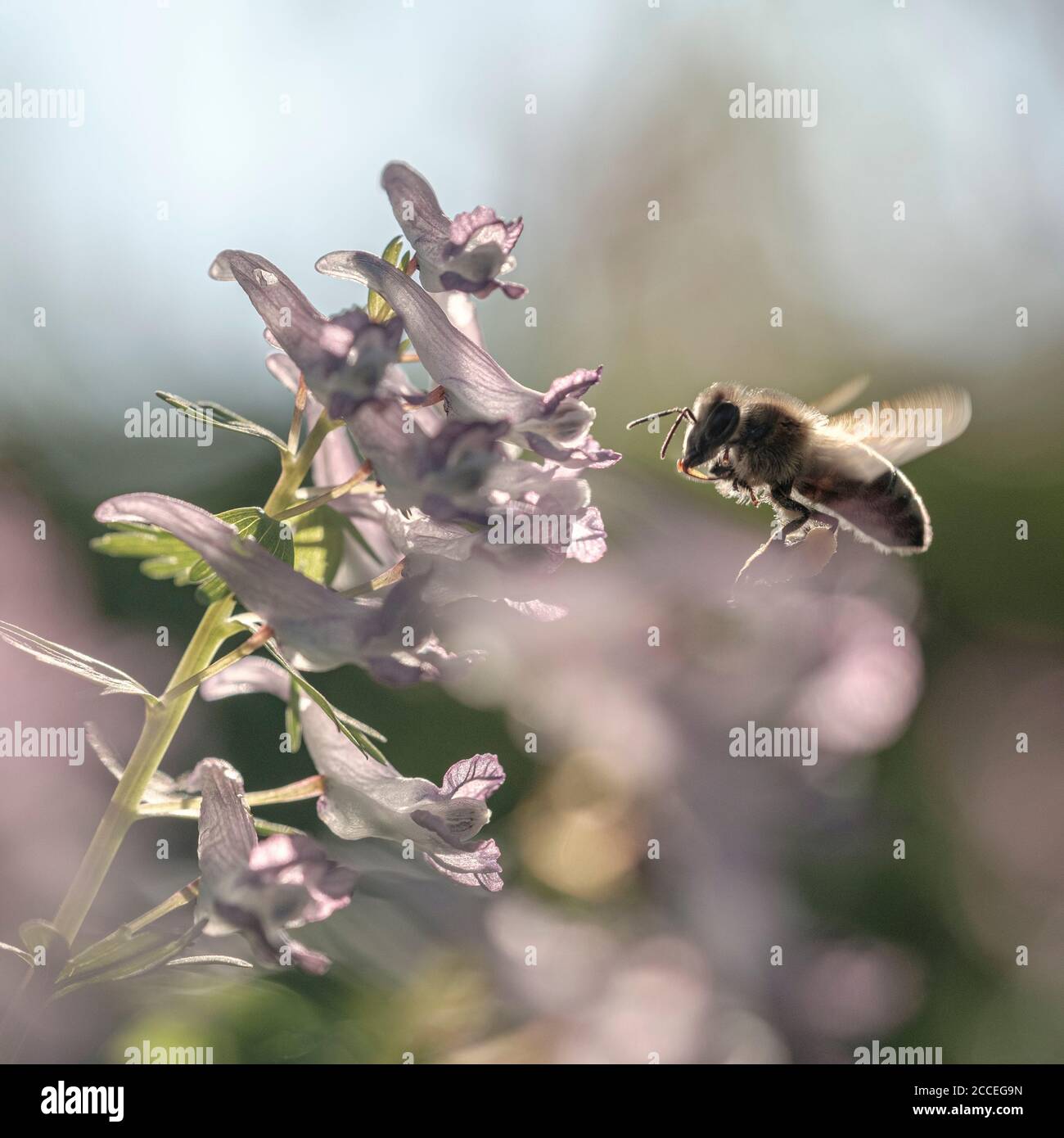 Biene auf der Annäherung Stockfoto
