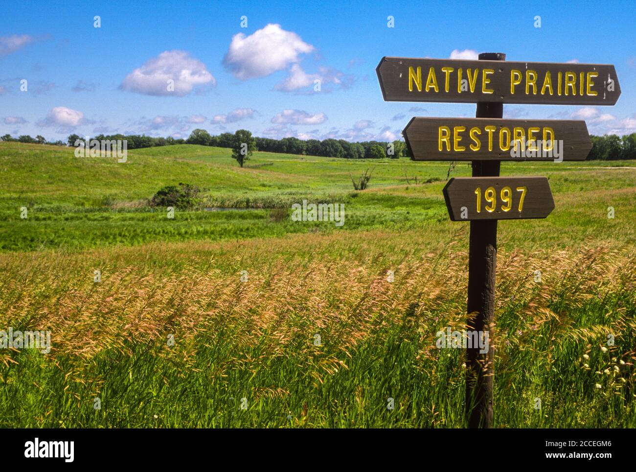 Native Prairie Grassland Restoration, Minnesota, USA. Stockfoto