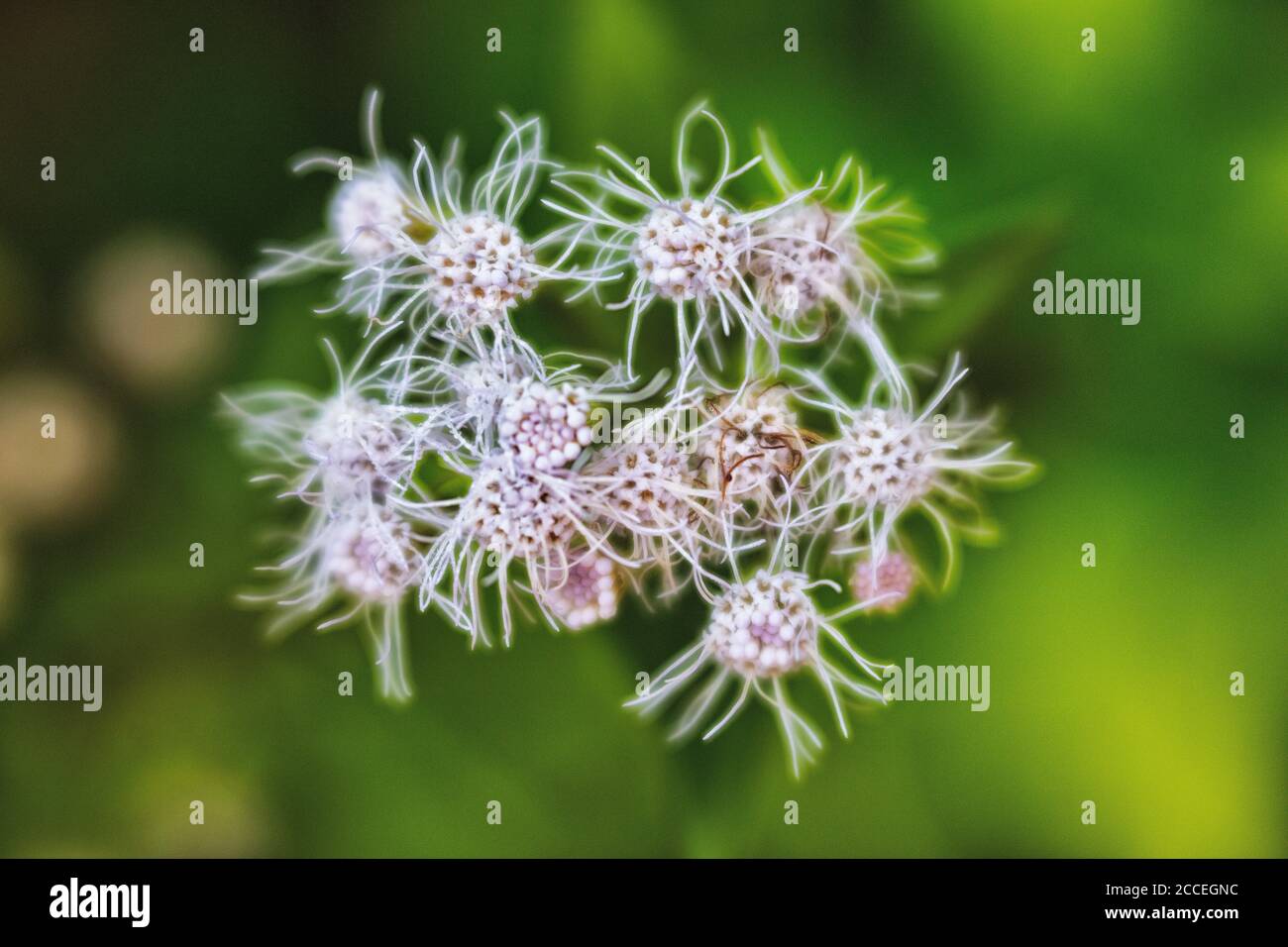 Weiße Blumen im Dzanga Sangha Nationalpark. Zentralafrikanische Republik. Dzanga River Stockfoto