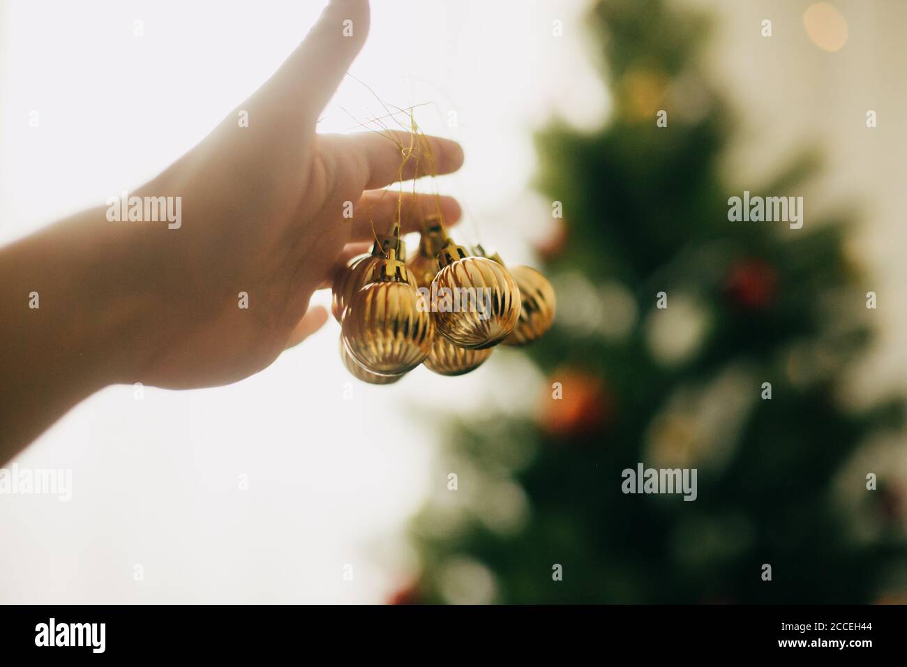 Weihnachtsbaum dekorieren. Hand hält moderne Goldkugeln auf dem Hintergrund des grünen Baumes. Hängende Ornamente auf weihnachtsbaum, festliche Dekoration von ro Stockfoto