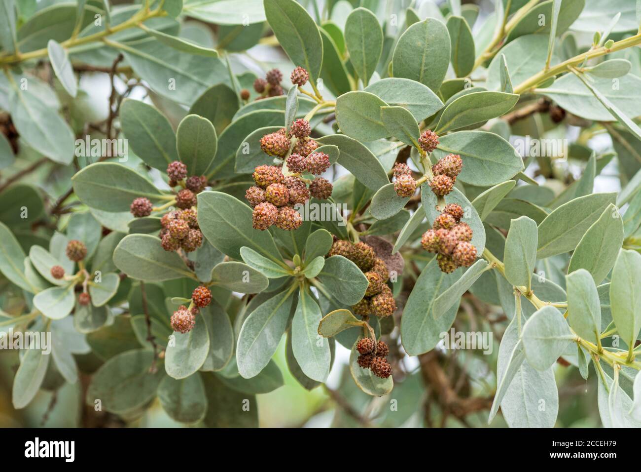Silberner Knopfholzbaum Nahaufnahme (Conocarpus erectus var. sericeus) - Hollywood, Florida, USA Stockfoto