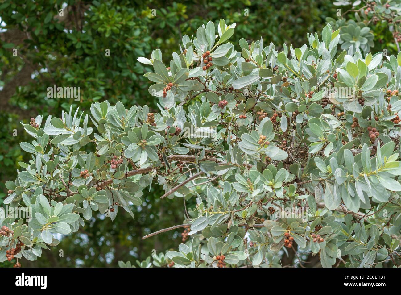 Silberner Knopfholzbaum (Conocarpus erectus var. sericeus) - Hollywood, Florida, USA Stockfoto