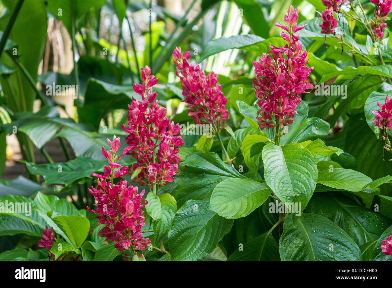 Brasilianischer Rotmantel (Megaskepasma erythrochlamys) - Florida, USA Stockfoto