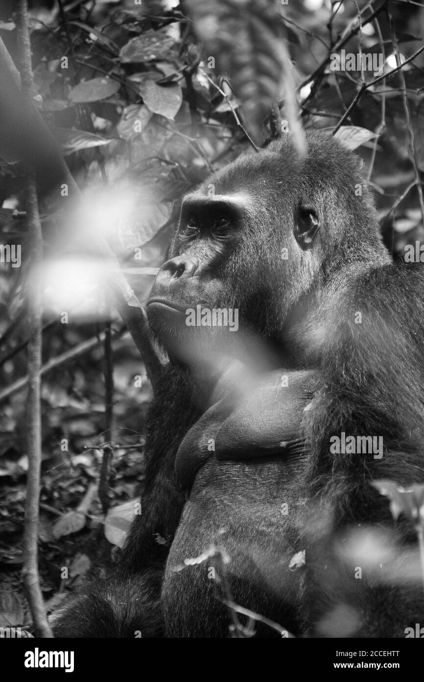 Gorilla Gorilla (Gorilla Gorilla Gorilla). Dominanter Silberrücken-Rüde. Bai Hokou. Dzanga Sangha Special Dense Forest Reserve, Central African Re Stockfoto