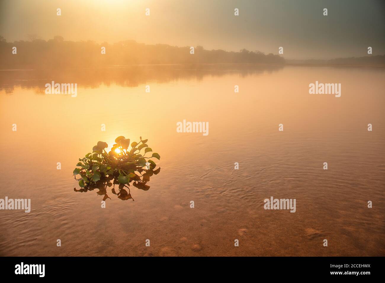 Rio Dzanga. parque nacional de Dzanga Sangha. Zentrale Afrikanische Republik. Rio Dzanga Stockfoto