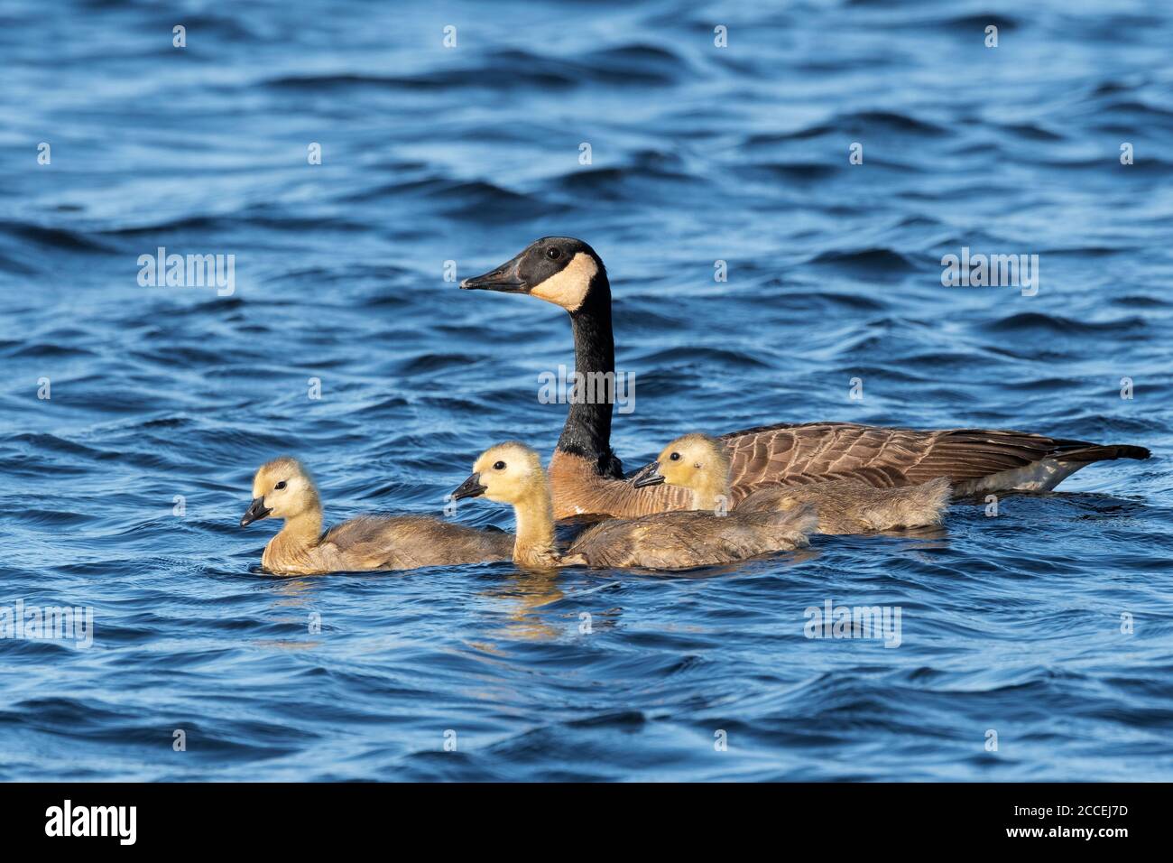 Kanadagänse (Branta canadensis) und Gänse, Süßwasserteich, Frühling, E USA, von Dominique Braud/Dembinsky Photo Assoc Stockfoto