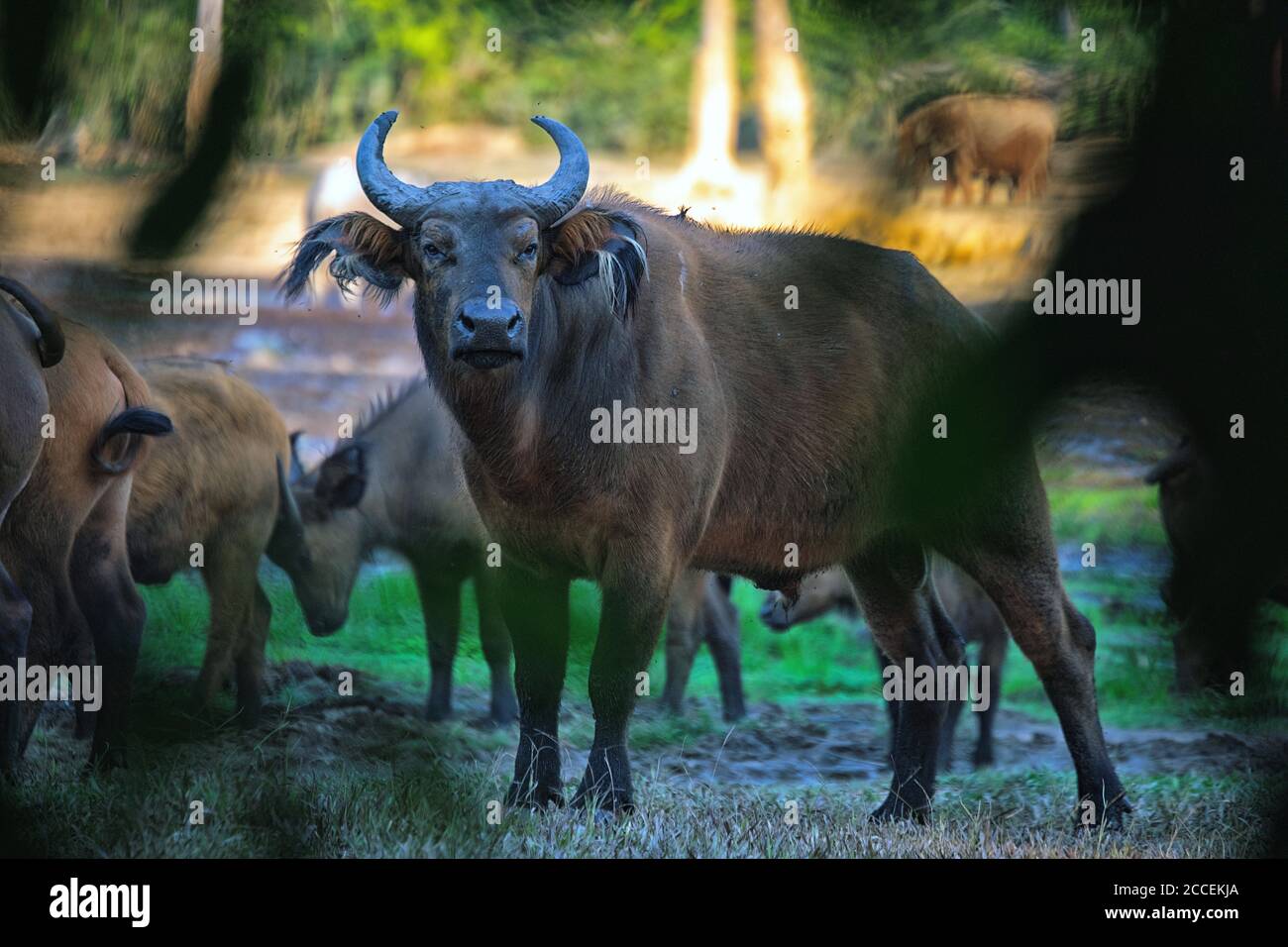 Afrikanische Büffel in Dzanga. Dzanga Sangha Nationalpark. Zentralafrikanische Republik Stockfoto