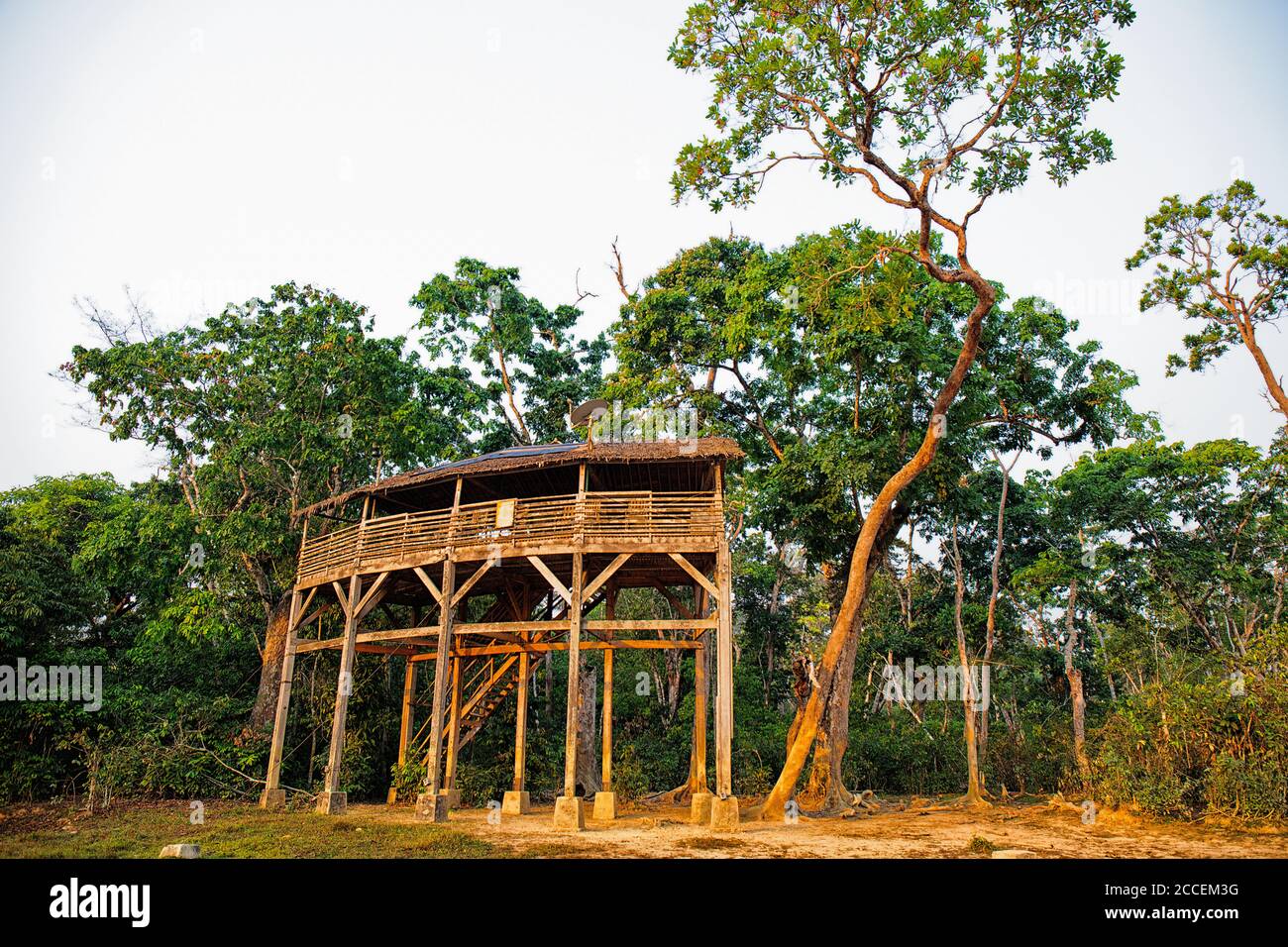 Aussichtsturm, um Elefanten in Dzanga Bai zu sehen. Hier besuchen die afrikanischen Waldelefanten (Loxodonta africana cyclotis) die Waldlichtungen (BAI) Stockfoto