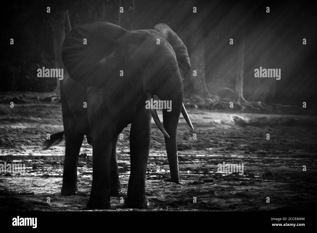 Afrikanische Waldelefanten (Loxodonta africana cyclotis) in Dzanga Bai. Elefanten besuchen die Waldlichtungen (BAI), um Salz zu erhalten, das in t gelöst wird Stockfoto