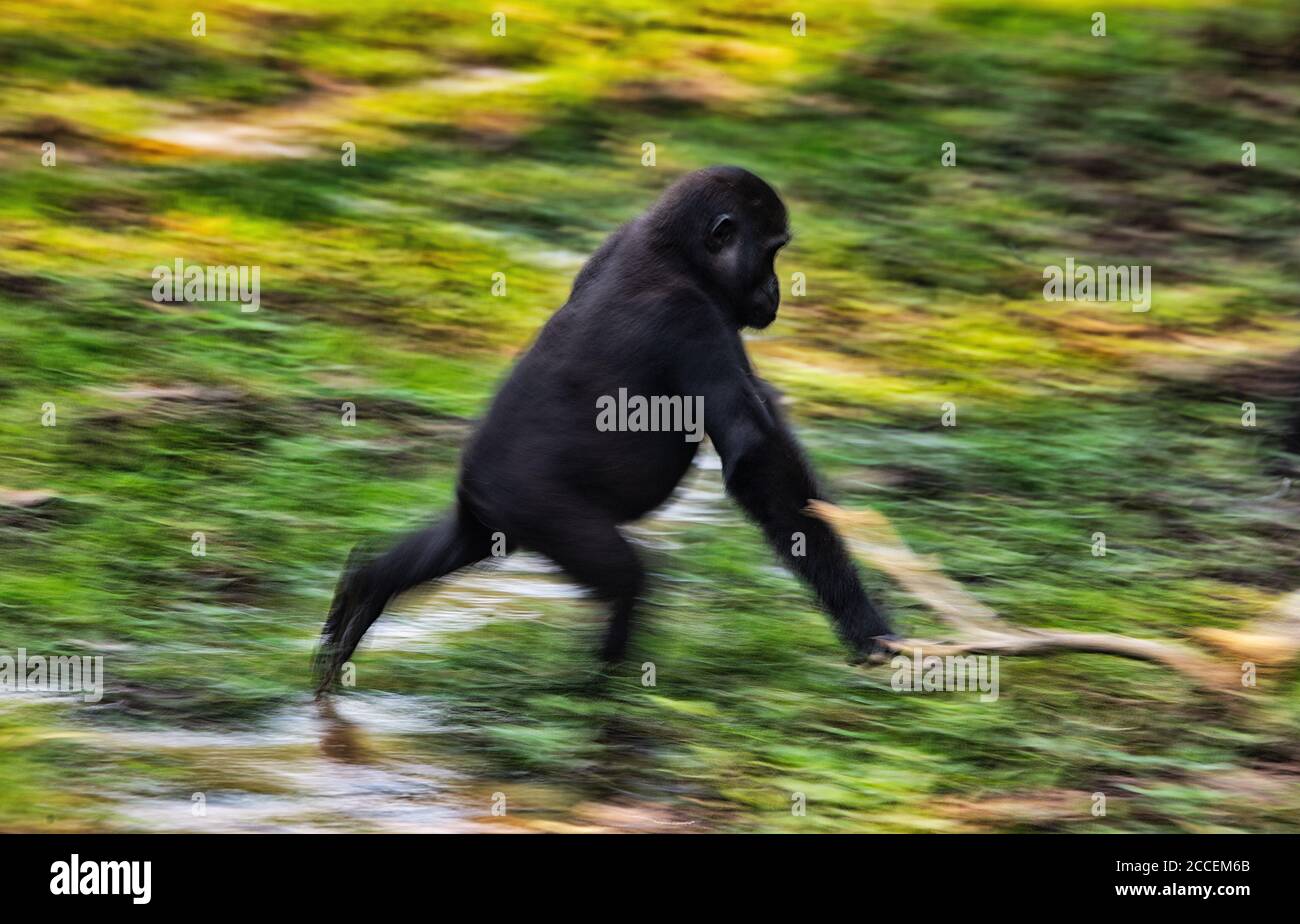 Gorilla Gorilla (Gorilla Gorilla Gorilla). Dominanter Silberrücken-Rüde. Bai Hokou. Dzanga Sangha Special Dense Forest Reserve, Central African Re Stockfoto