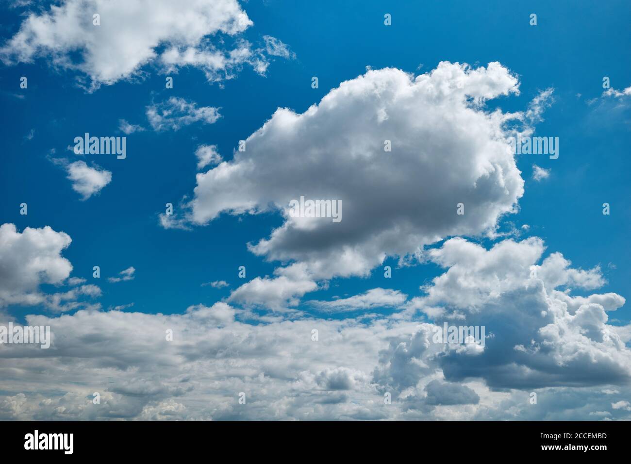 Schwebende Kumuluswolken am blauen Himmel. Entzückende Cumuli-Wolken fliegen in dem erstaunlichen blauen Himmel Stockfoto