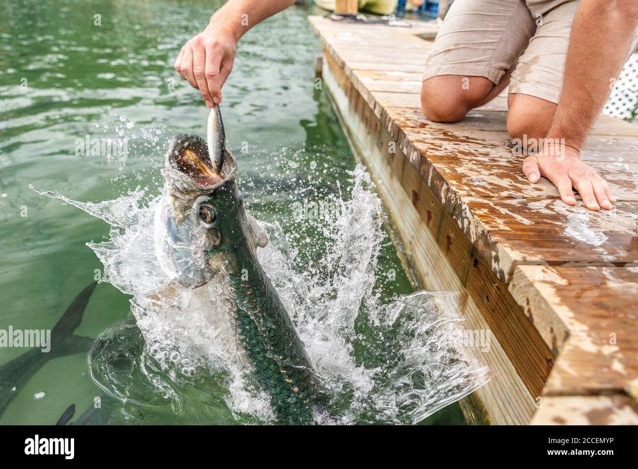 Fütterung Tarpon an berühmten Touristenattraktion in Islamorada, Florida Keys, USA Sommer Reise Tourismus Urlaub Stockfoto