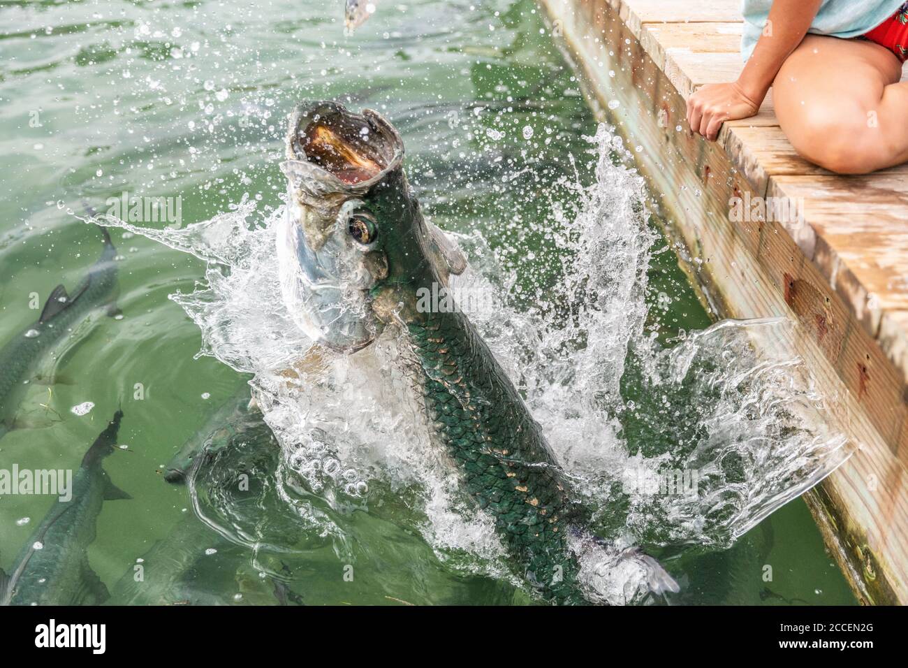 Tarpon Fütterung in den Keys in Florida. Nahaufnahme von Menschenhand, die große Tarpons füttert, die Fische springen aus dem Wasser - eine unterhaltsame touristische Urlaubsaktivität in Stockfoto