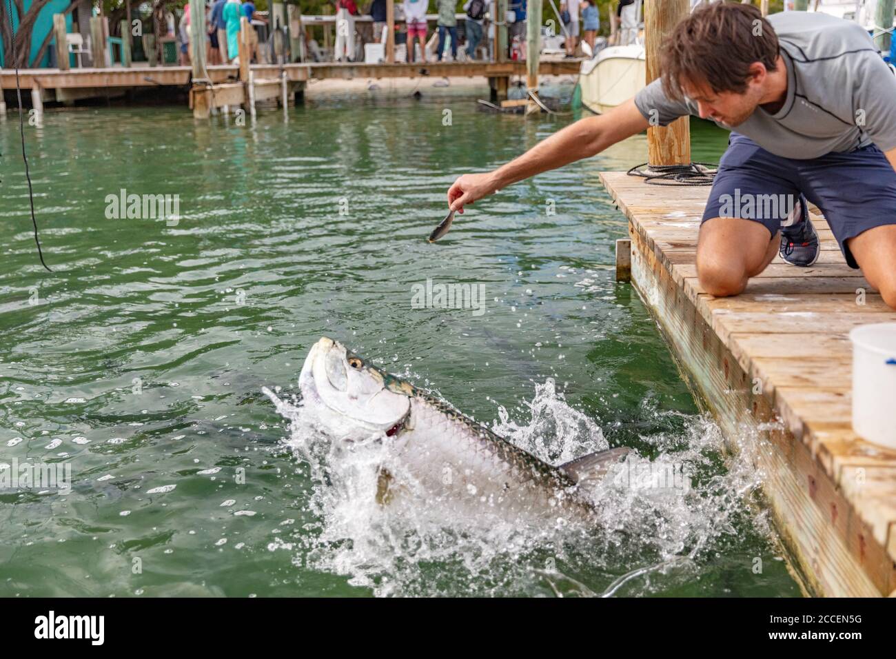 Fütterung Tarpon an berühmten Touristenattraktion in Islamorada, Florida Keys, USA Sommer Reise Tourismus Urlaub Stockfoto