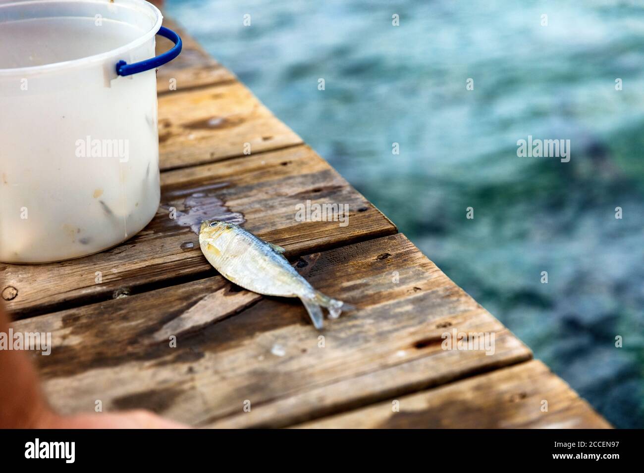 Fischköder für die Fischerei Tarpon in Florida. Angelaktivitäten auf Fischerboot in Florida. Lustige Aktivität, um Tarpon Fisch zu füttern. Reisetourismus in Florida Stockfoto