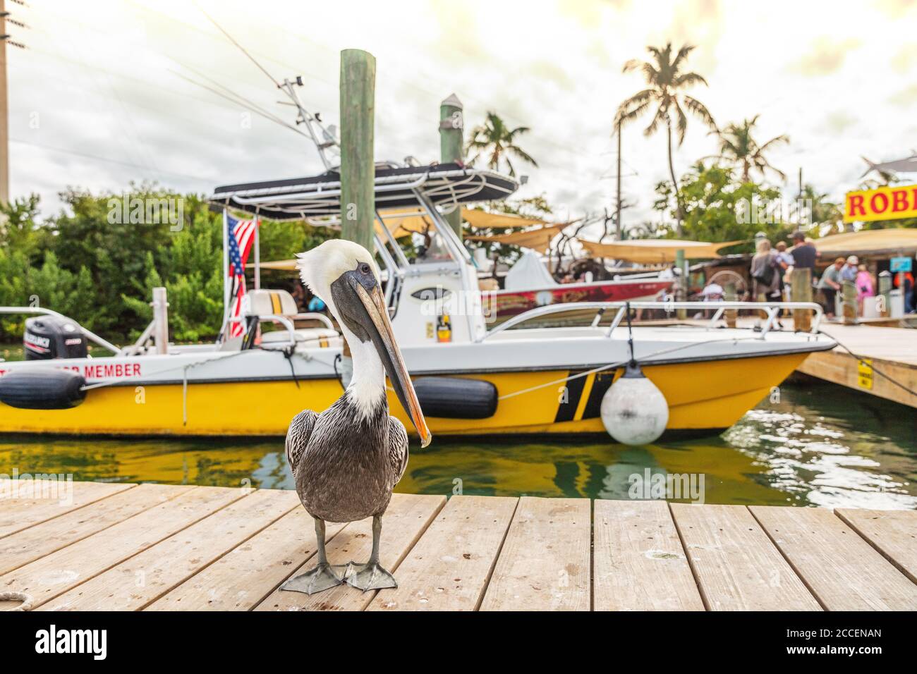 Pelican in Florida Keys USA. Tiere in Florida Stockfoto
