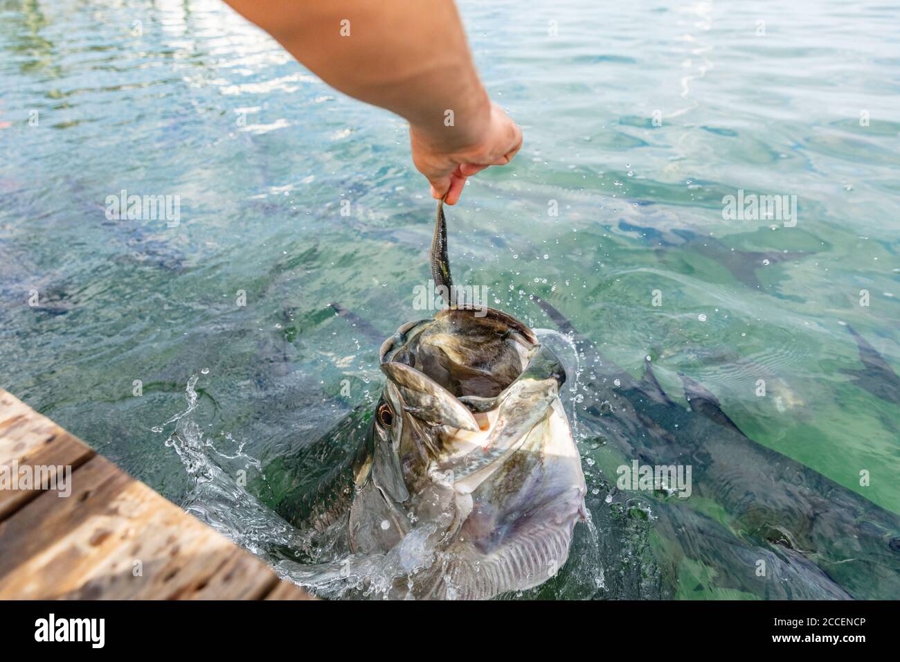 Tarpon Fütterung in den Keys in Florida. Nahaufnahme von Menschenhand, die große Tarpons füttert, die Fische springen aus dem Wasser - eine unterhaltsame touristische Urlaubsaktivität in Stockfoto