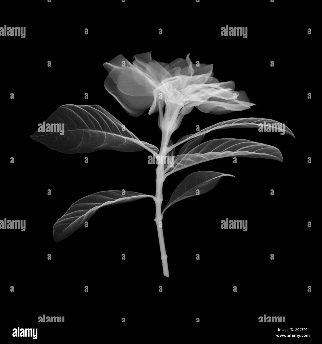 Magnolienblume, Röntgen Stockfoto