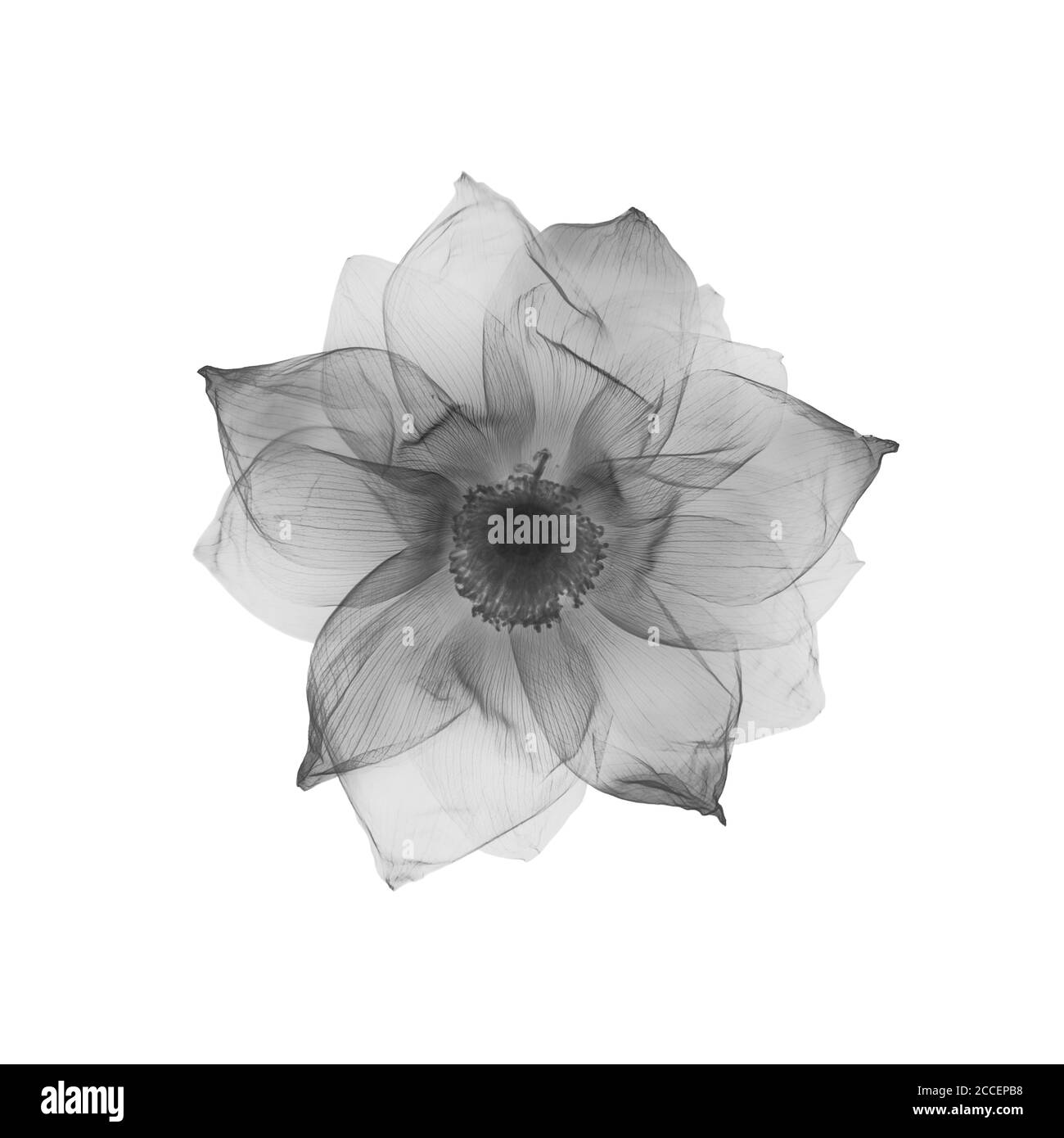 Lotusblume (Nelumbo nucifera), Röntgen Stockfoto