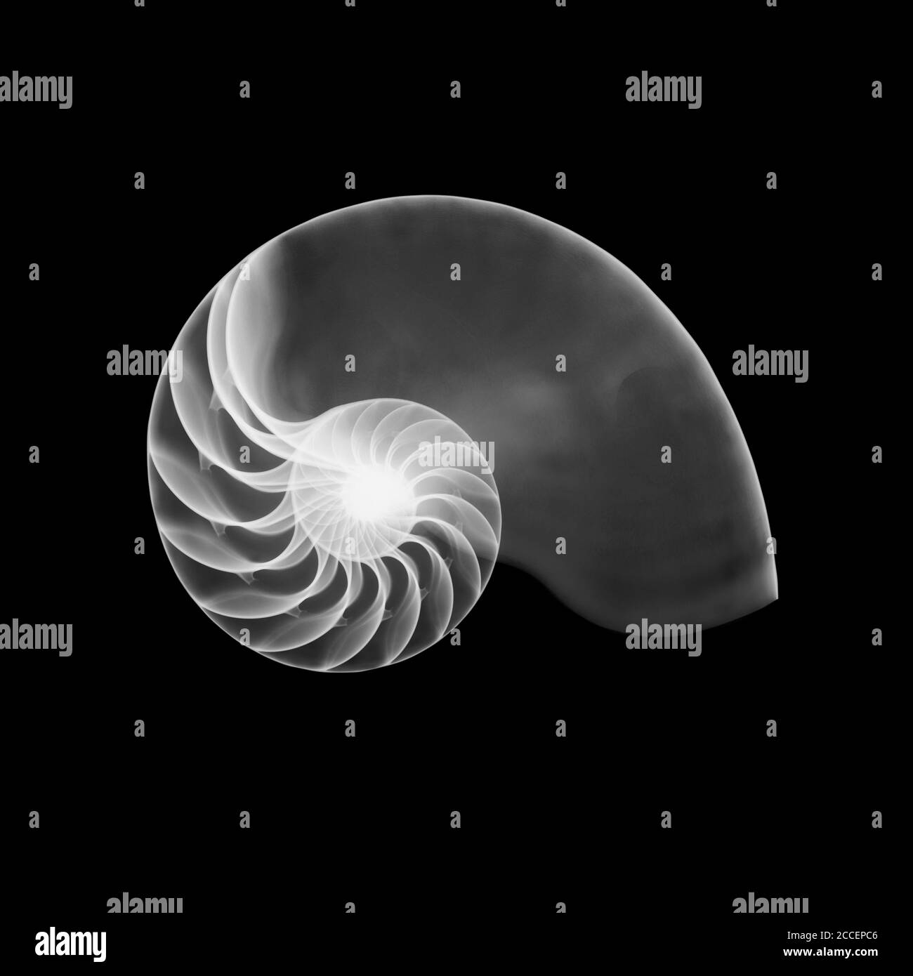 Nautilus-Schale, Röntgen Stockfoto