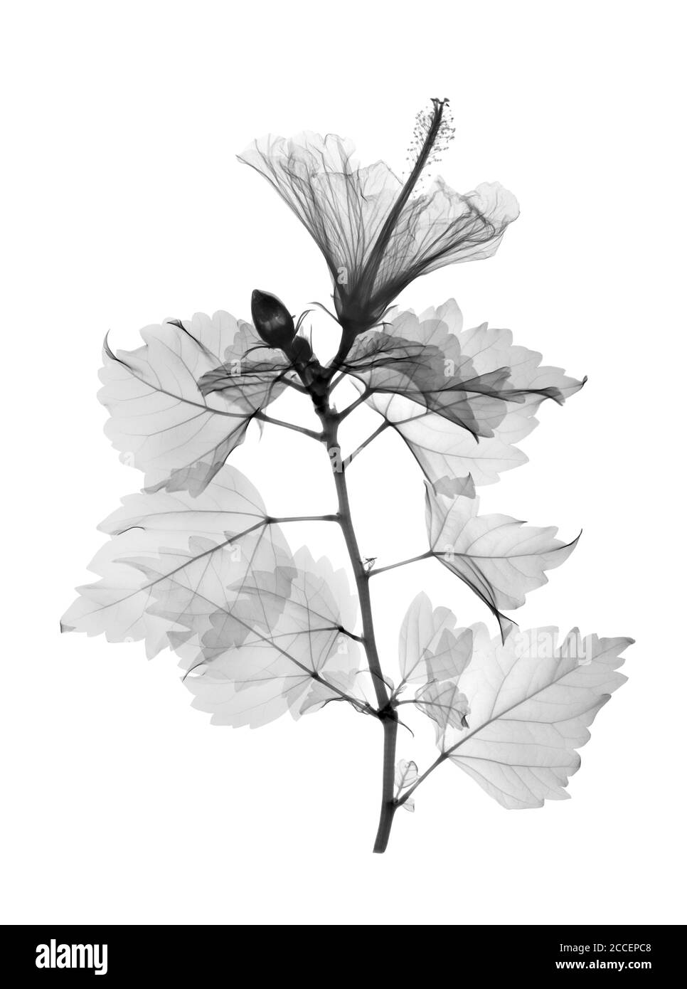Hibiskusstamm, Röntgen Stockfoto