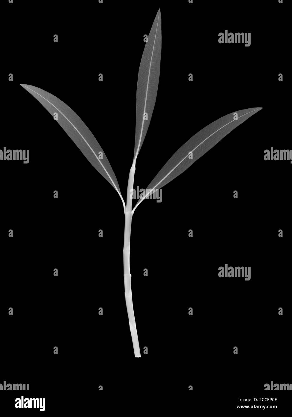 Nerium Oleander, Röntgen Stockfoto