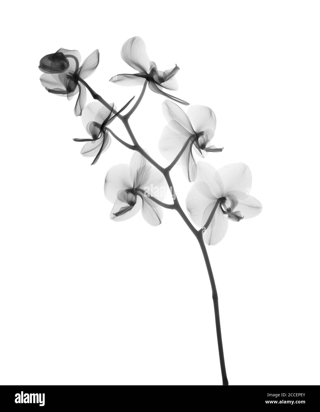Orchidee (Phalaenopsis sp.), Röntgen Stockfoto