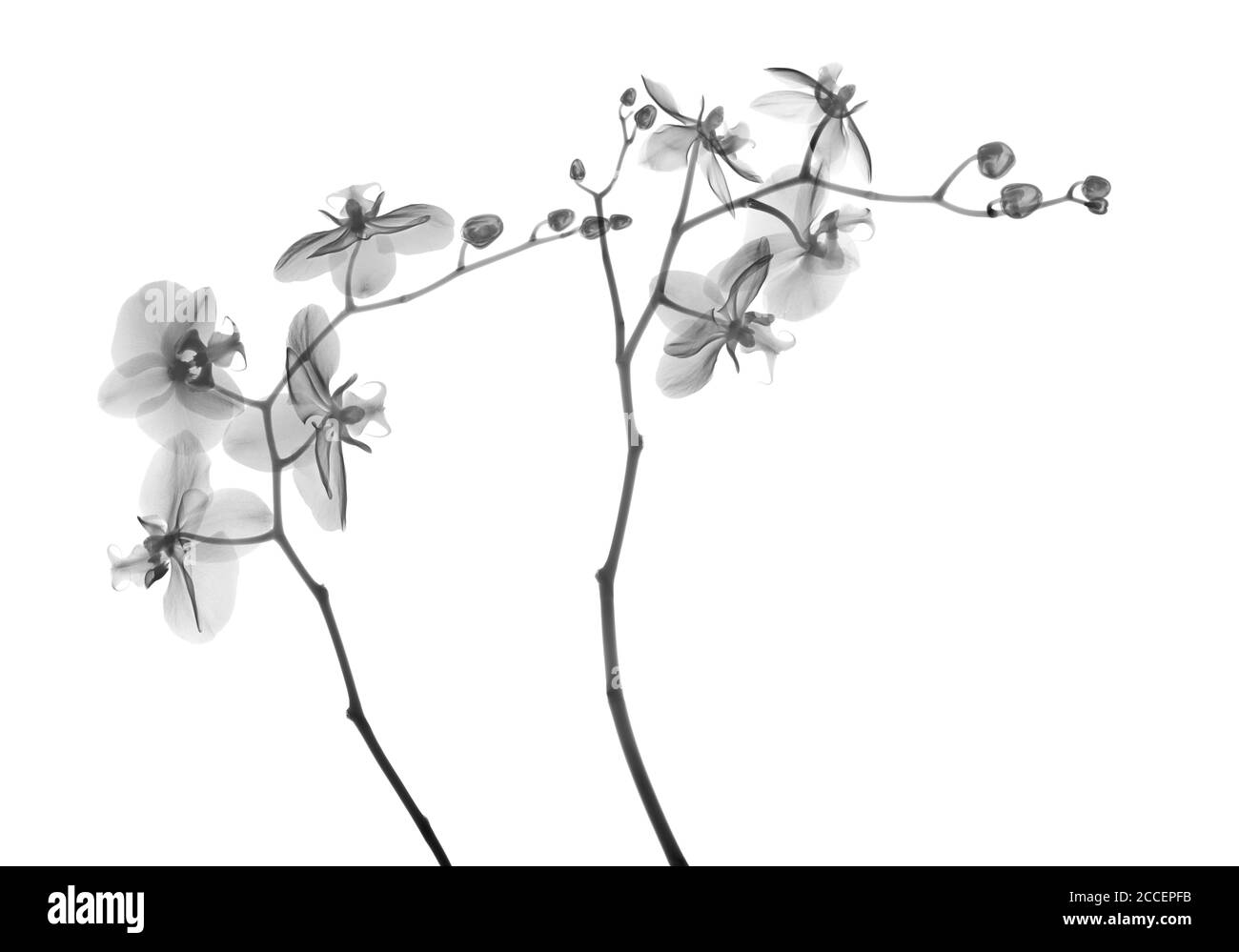 Orchideenstängel (Phalaenopsis sp.), Röntgen Stockfoto