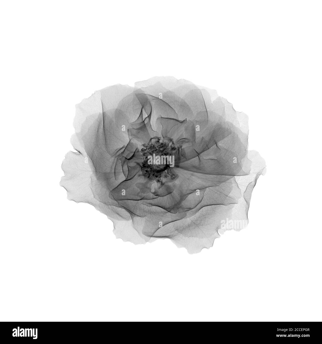 Kopf der wilden Rosenblüte, Röntgen Stockfoto