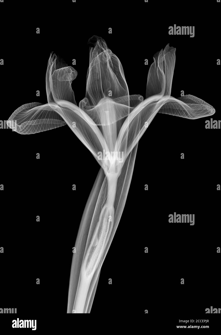 Iris Blume, Röntgen Stockfoto