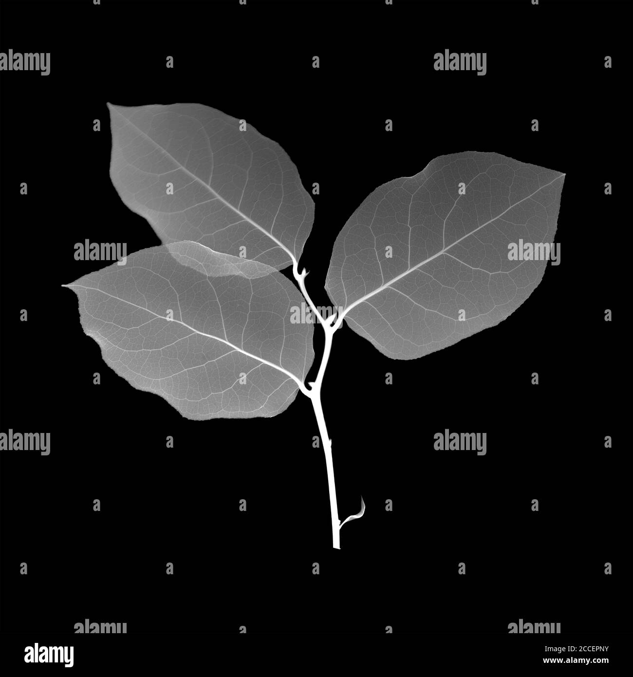Viburnum-Blätter, Röntgen Stockfoto